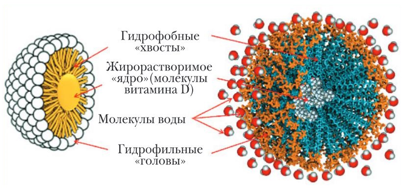 Особенности фармакологии водорастворимой формы витамина D на основе мицелл